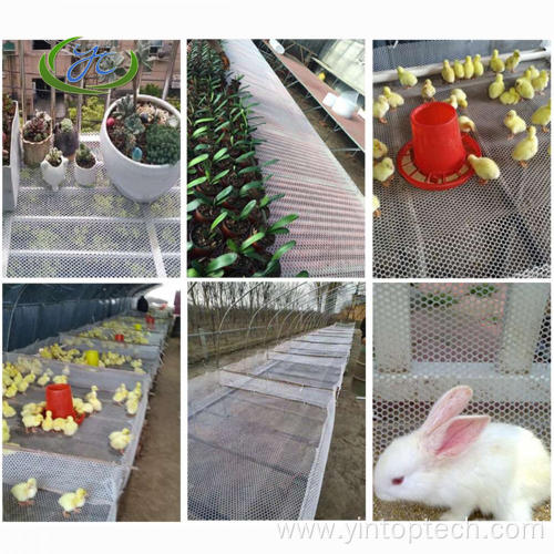 Plastic Poultry Mesh Netting